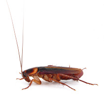 cockroach.page